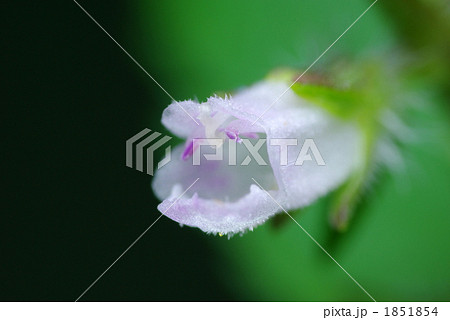 トウバナ トウバナ 1851854