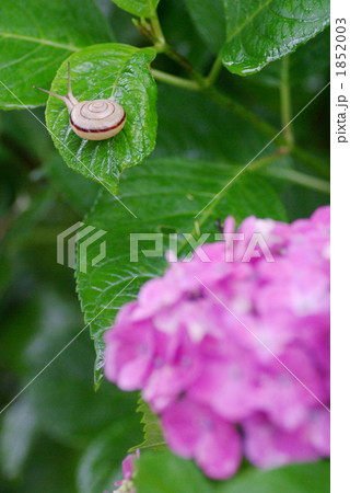 紫陽花とカタツムリ1 紫陽花とカタツムリ1 1852003