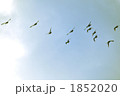 飛躍 1852020