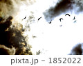 彼方へ 1852022
