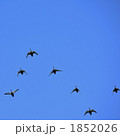 1852026