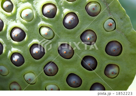 蓮果托 (東京・上野不忍池) 1852223