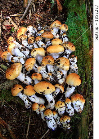 クリフウセンタケの菌塊 1852227