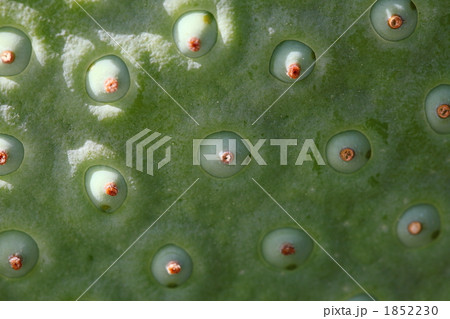 蓮果托 (東京・上野不忍池) 1852230