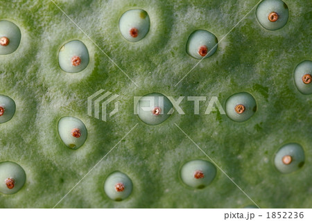 蓮果托 (東京・上野不忍池) 1852236