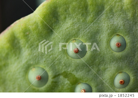 蓮果托 (東京・上野不忍池) 1852245