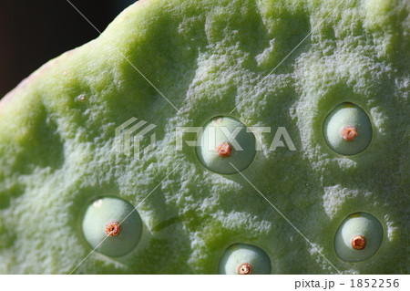 蓮果托 (東京・上野不忍池) 1852256