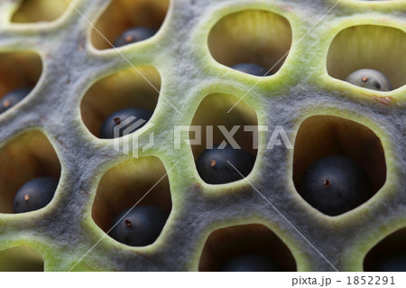 蓮果托 (東京・上野不忍池) 1852291