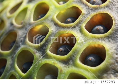 蓮果托 (東京・上野不忍池) 1852293