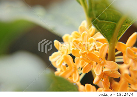 キンモクセイ 1852474