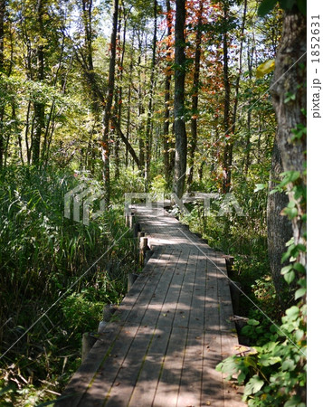 中瀬沼探勝路の木道 中瀬沼探勝路の木道 1852631
