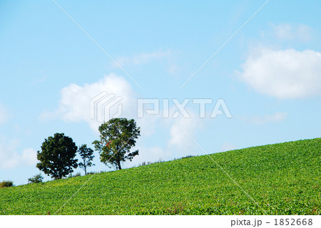 親子に木 1852668