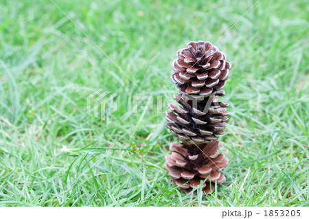 まつぼっくり三段 1853205