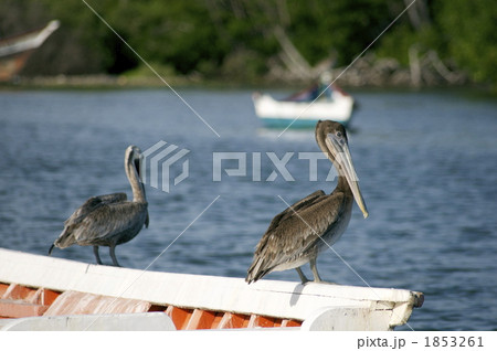 ペリカン⑤ 1853261