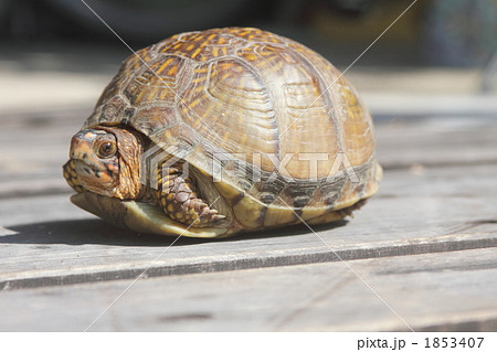 隠れろー！ 1853407