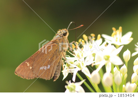 イチモンジセセリ 1853414