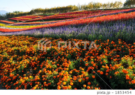 四季彩の丘 1853454