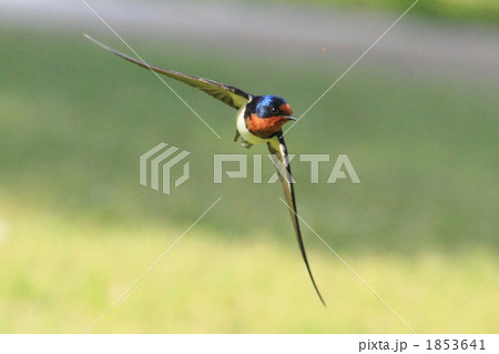 ツバメ　正面 1853641