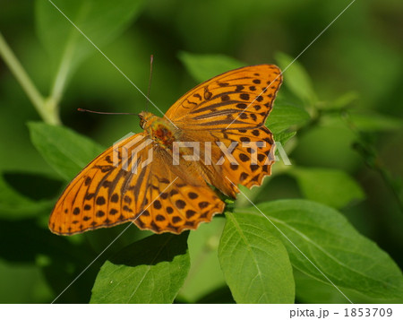 ミドリヒョウモン 1853709