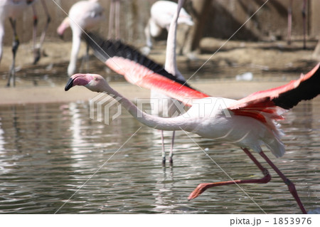 フラミンゴの飛び立ち 多摩動物公園 の写真素材