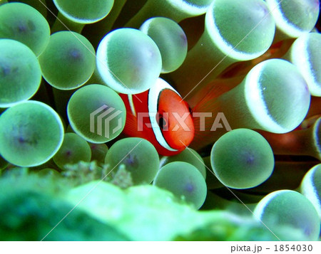 私のお家 1854030