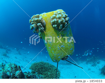 海の中の顔 1854033