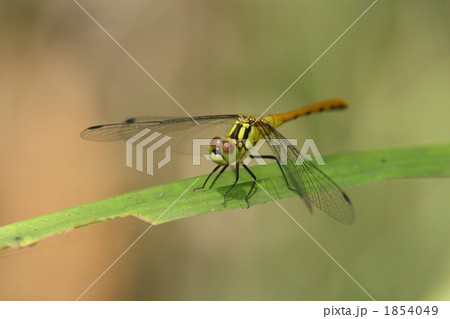 ヒメアカネ 1854049