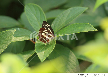 コミスジ 1854064