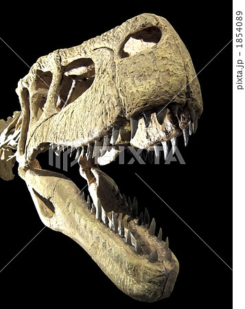 ティラノザウルス 化石 恐竜の写真素材