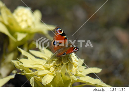 クジャクチョウ クジャクチョウ 1854132