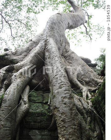 タ・プローム 1854539