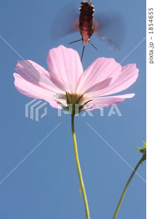 ホウジャク（蜂雀）とコスモス 1854655