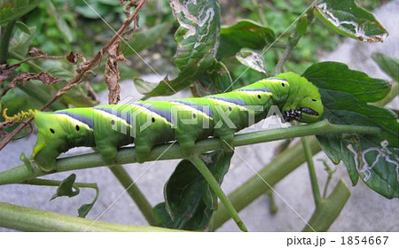 メンガタスズメ幼虫 1854667