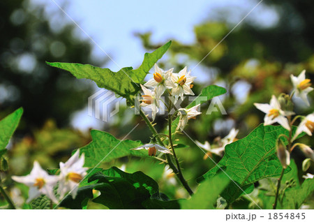 小春日の輝き 1854845