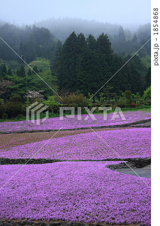 雨の芝桜 雨の芝桜 1854868