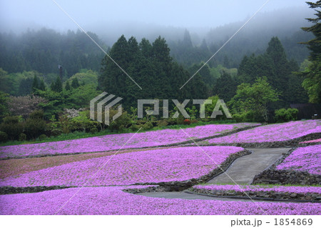 雨の芝桜 雨の芝桜 1854869
