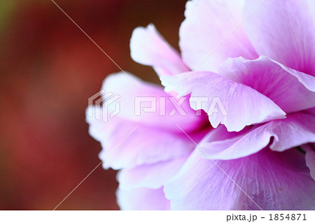 ぼたんの花びら 1854871