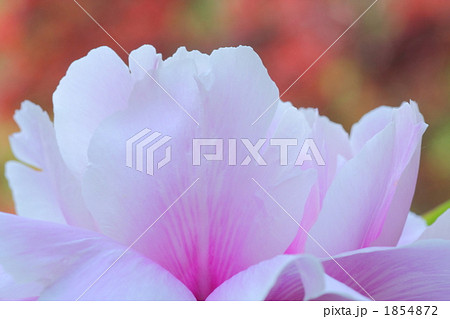 ぼたんの花びら ぼたんの花びら 1854872