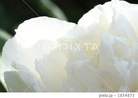 ぼたんの花びら ぼたんの花びら 1854873