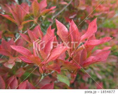 どうだんつつじ どうだんつつじ 1854877