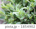 1854902