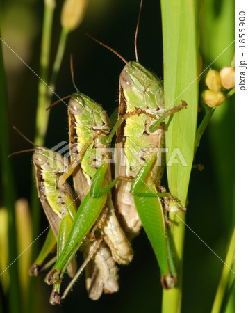 コバネイナゴ コバネイナゴ 1855900