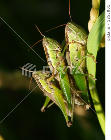コバネイナゴ 1855901