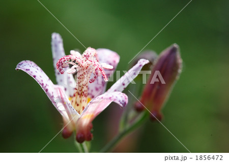 美しい不如帰の花 1856472