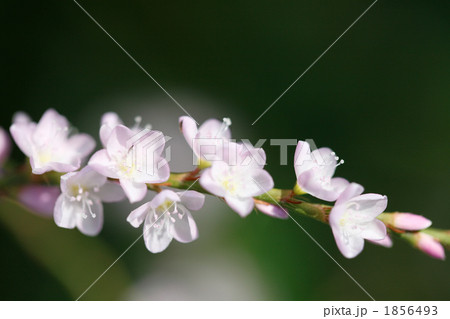 可憐な桜蓼 1856493