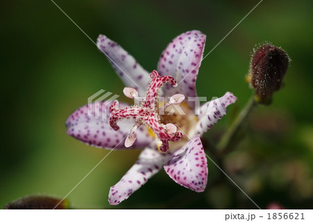 美しい不如帰の花 1856621