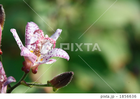 美しい不如帰の花 1856636