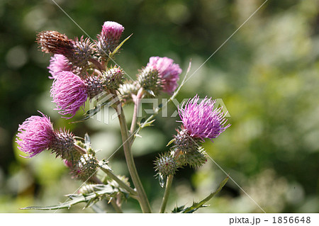 トゲトゲの薊の花 1856648