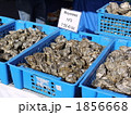 市場の牡蠣 1856668