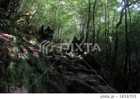 もののけの森へ 1856705